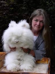 Giant Bunny Pet Bunny Cute Animals Rabbit Breeds