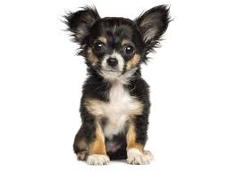 They do best as an indoor dog, but they love to scamper around in the yard ' in suitable weather. Chihuahua Breeders Puppies For Sale In California