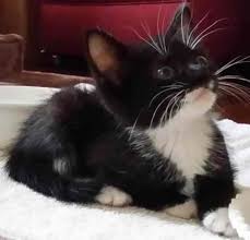 Jump to adopt a puppy or dog in miami, florida search for a puppy or dog these adorable pups are available for adoption in miami, florida. How To Adopt A Pet In Miami Dade County Miami On The Cheap