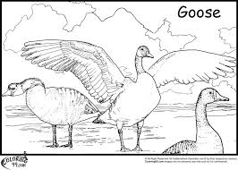 This collection includes mandalas, florals, and more. Goose Coloring Pages Team Colors Coloring Home