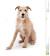 Large Wire Haired Dog Breeds