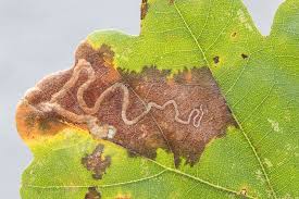 Image result for Stigmella basiguttella