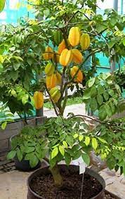 Maximum of 20 lbs per year. Grafted Star Fruit Plant Bonsai Plants Nursery