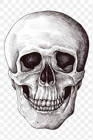 Hand Drawn Human Skull Design Element Free Image By Rawpixel Com Hein Skull Sticker How To Draw Hands Skull Icon