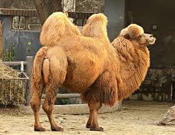 A dromedary camel can drink 104 litres of water and a bactrian 120 litres of water in up to ten minutes. Pin On Animals Cute Wild