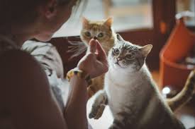 Of course, there are always variables that affect that price such as if you need a pet taxi to pick up and. Dog Lovers At Rover Try A New Trick And Officially Expand Into Pet Sitting Services For Cats Geekwire