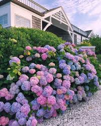 For now, this obsession continues to burn white hot. This Hydrangea Bush Oddlysatisfying