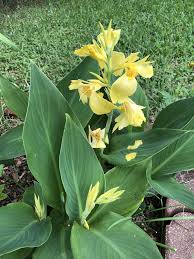 Canna Lily Plants Plant Leaves Canna Lily