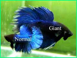 Beli cupang avatar online berkualitas dengan harga murah terbaru 2021 di tokopedia! Inilah Giant Betta Ikan Cupang Terbesar Di Dunia Dunia Fauna Hewan Binatang Tumbuhan Dunia Fauna Hewan Binatang Tumbuhan