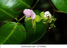 Image result for Intsia