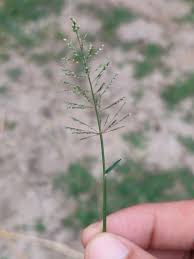 Image result for Sporobolus ioclados