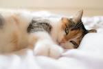 Most Affectionate Cat Breeds: The Best List to Choose From