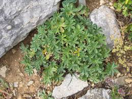 Image result for Alchemilla kiwuensis