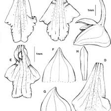 Image result for Polystachya golungensis