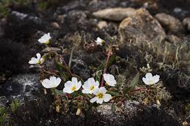 Image result for Montiniaceae