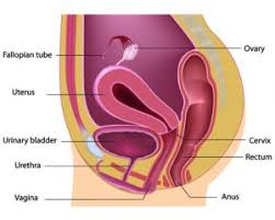 Female Reproduction Nevada Center For Reproductive Medicine