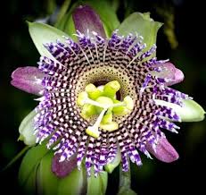 Image result for Passiflora ligularis