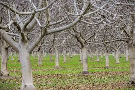 Check spelling or type a new query. Pruning Pecan Trees Tips On Why How When