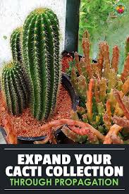 Plant in the cactus potting mix and wait. How To Propagate Cactus A Prickly Process Epic Gardening Propagating Cactus Growing Succulents Grafted Cactus