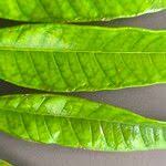 Image result for Pachylobus