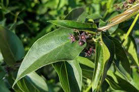 Image result for Vincetoxicum