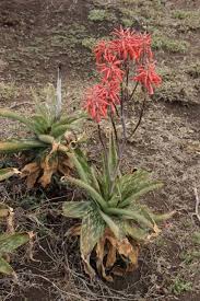 Image result for Macledium zeyheri