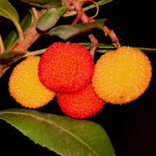 The tree that produces strawberry guava is also responsible for the lemon guava. Strawberry Tree Planting Pruning And Advice On Caring This Berry Shrub
