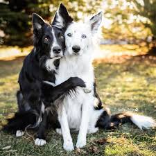 Black And White Sheepdog Breeds Black And White Dogs Dog Breeds Dogs Beautiful Dogs