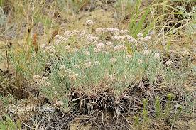 Image result for Eriosema pauciflorum