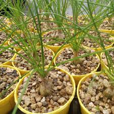 Image result for Albuca