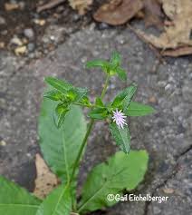 Image result for Elephantopus