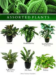 Small Plant Pg 5 Jpg 1712 2288 Plants Landscaping Plants Indoor Plants Names