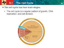 With few exceptions (for example, red blood cells), all the cells of living note that cytokinesis is separate from the four stages of mitosis. 5 1 The Cell Cycle The Student Is