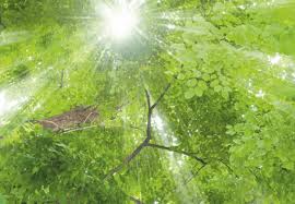 Un ciclo di incontri on line dove, dall'osservazione dei comportamenti e del rapporto tra umanità e mondo animale e vegetale, nascono riflessioni che toccano il nostro modo di pensare, di vivere, di lavorare e anche di approcciarci alla sostenibilità. Fascination Of Plants Day Il 18 Maggio Si Celebra Il Fascino Delle Piante