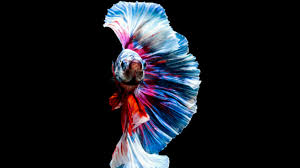 Jbl betta fish food bit staple diet for siamese fighter fish food aquarium small fish 1 piece particles fish food feed peacock feed guppy fish small tropical fish food granules slowly sinking fish. 15 Fighting Facts About Siamese Fighting Fish Mental Floss