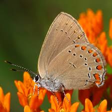 Maybe you would like to learn more about one of these? Naba North Jersey Butterfly Club Gardening