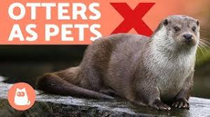 Do asian otters make good pets? Otters As Pets Why It S A Bad Idea Youtube