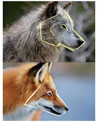 Things Facing Left Animal Drawing Tips Animaldrawingtips Just A Quick Question I M Still Terrible At Drawing Animals In 2021 Animal Drawings Sketches Animal Art