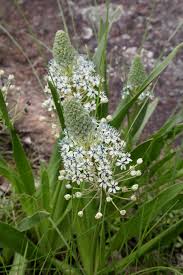 Image result for Schizocarphus nervosus