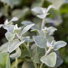 Image result for Helichrysum lineare