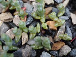 Image result for Salicornia pachystachya