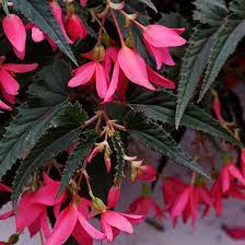 Be The First On Your Block To Grow These Brand New Flowers That Are More Beautiful And Easier To Grow Than Ever Fast Growing Flowers Annual Plants Begonia