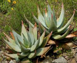 Image result for Aloe komatiensis