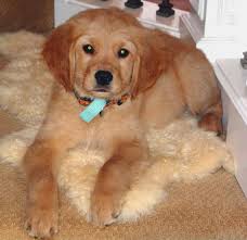 What is the average price of a golden retriever puppy in idaho? Our Dog Has Cancer Starting To Say Goodbye To A Family Pet