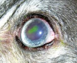 For cats, eye irritants can include strong fragrances, such as perfume, cleaning chemicals, tobacco smoke and dust. Corneal Ulcer Veterinary Vision