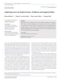 Image result for Ficalhoa laurifolia