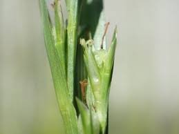 Image result for Scleria mikawana