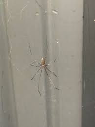 Now that I'm in this group, I see bugs everywhere!! Thank you all for your  wisdom! What is it? Southwest Michigan Keep