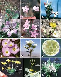 Image result for lobelia combine composition