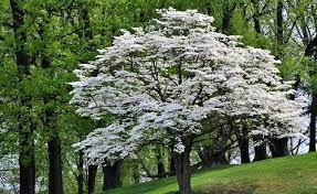 The general assembly of north carolina made it their official state flower in 1941. North Carolina State Flower 1 Unc Campus Rec